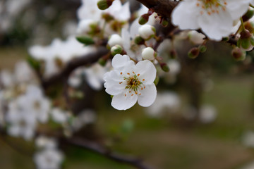 Branch of a blossoming tree with beautiful white flowers