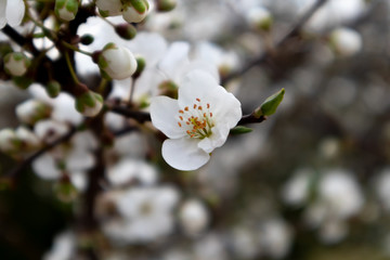 Branch of a blossoming tree with beautiful white flowers