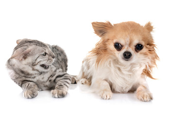 bengal kitten and chihuahua