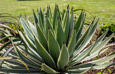  Green big leaves of Agave Succulent Plant