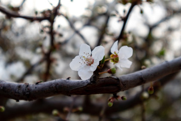 Branch of a blossoming tree with beautiful white flowers