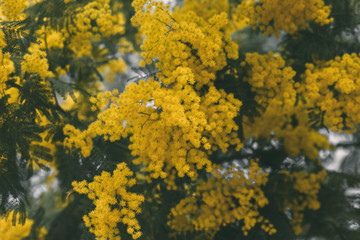 Fototapeta na wymiar Mimosa yellow flower in bloom. Acacia Dealbata . Springtime background. 