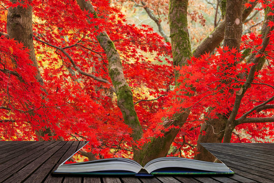 Beautiful colorful vibrant red and yellow Japanese Maple trees in Autumn Fall forest woodland landscape detail in English countryside coming out of pages in magical story book