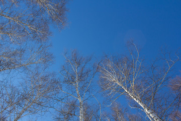 Texture of trees in the forest shot from the bottom up against the blue sky.