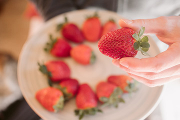 Strawberry in hand. Close up view of ripe fresh strawberries ready to eat. 