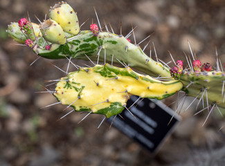 Opuntia vulgaris is a species of cactus that has long been a domesticated crop plant important in agricultural economies throughout arid and semiarid parts of the world.
