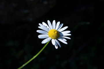 A little white flower in the dark