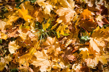 autumn leaves on the grass background with vignette. nature, seasonal