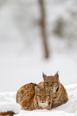Two young Eurasian lynx (Lynx lynx) in the snow in the animal enclosure in the Bavarian Forest...