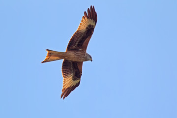 Red Kite (Milvus milvus) in flight in the nature reserve Moenchbruch near Frankfurt, Germany.