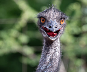 Vogel Strauss mit lustigem Blick