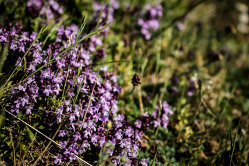 Pink flowers in the mountain