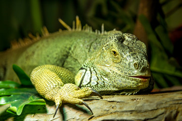 Green lizard in his habitat