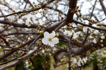 Branch of a blossoming tree with beautiful white flowers