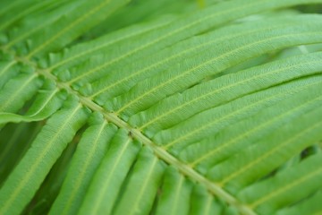 fern leaves pattern 