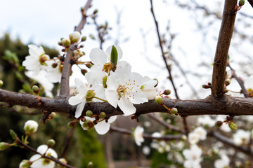 Branch of a blossoming tree with beautiful white flowers