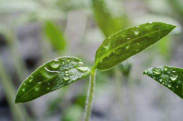 Tomato seedlings with water droplets on the leaves