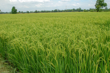 Local rice farm in country side Thailand with green leaf and meadow full of rice background. Abstract of freedom, faraway and peace