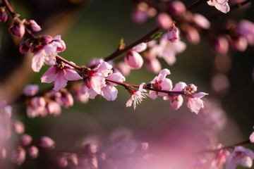 Obraz premium Fleurs de pêcher au printemps
