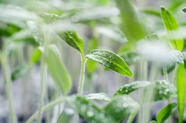 Tomato seedlings with water droplets on the leaves