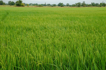 Local rice farm in country side Thailand with green leaf and meadow full of rice background. Abstract of freedom, faraway and peace