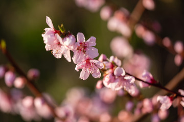 Fleurs de pêcher au printemps