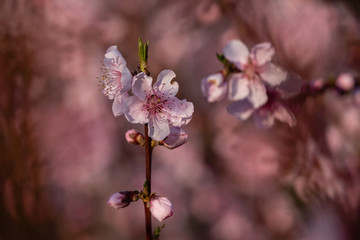 Fleurs de pêcher au printemps