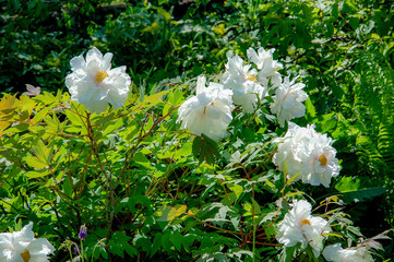Closeup to blossom flowers with colorful of colour 