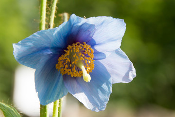 飯網高原大谷地湿原の水芭蕉の群生 長野県長野市 Wall Mural M Taku