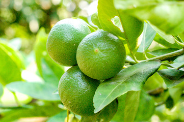 Lemon or organic Lime Tree in Thailand, with three limes on branch