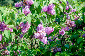 Closeup to blossom flowers with colorful of colour 