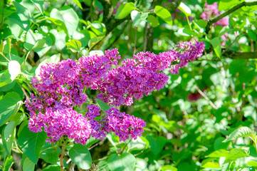 Closeup to blossom flowers with colorful of colour 
