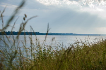  grass on the shore