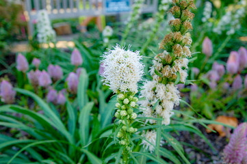 Obraz premium Flower name Allium prattii with white colour, blooming full and look like a ball