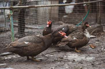 Muscovy Duck on Indo-farm , concept domestic animals at village 