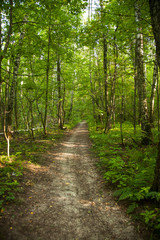 Obraz premium Spring birch forest background