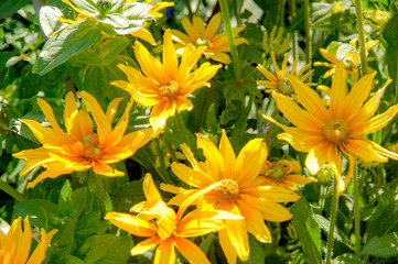 Closeup to blossom flowers with colorful of colour 