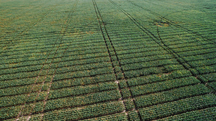 Aerial view of a green corn field, recreation area, sowing, harvesting, drought season, fertilizers and irrigation systems, drip irrigation