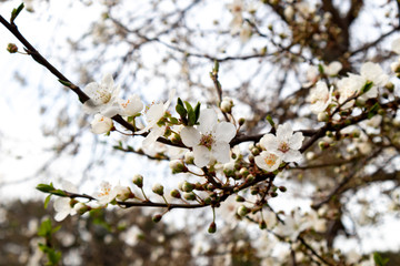 Branch of a blossoming tree with beautiful white flowers