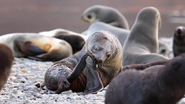 Fur seal itches sitting on stone beach in South Georgia