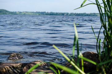Fototapeta na wymiar reeds on the lake