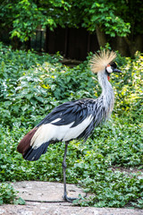 Crowned Crane
