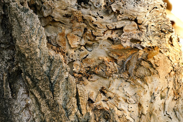 Structure of the trunk of old trees show details