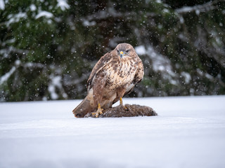 Common buzzard (Buteo buteo) with a killed rabbit on the snow. Bird of prey on snow. Common buzzard...