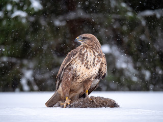 Common buzzard (Buteo buteo) with a killed rabbit on the snow. Bird of prey on snow. Common buzzard on snow.