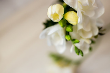 Fototapeta na wymiar white freesia flowers