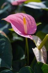 pink anthurium, tailflower, flamingo flower or laceleaf in sunlight