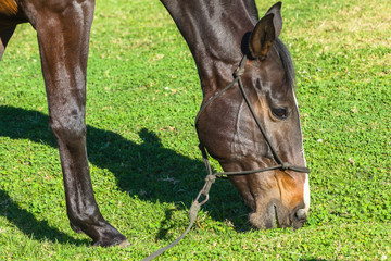 Naklejka na ściany i meble Horse Close-up Eating Grass Equestrian Arena Countryside