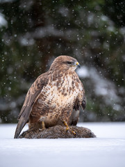 Common buzzard (Buteo buteo) with a killed rabbit on the snow. Bird of prey on snow. Common buzzard on snow.