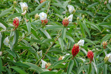 Closeup to blossom flowers with colorful of colour 